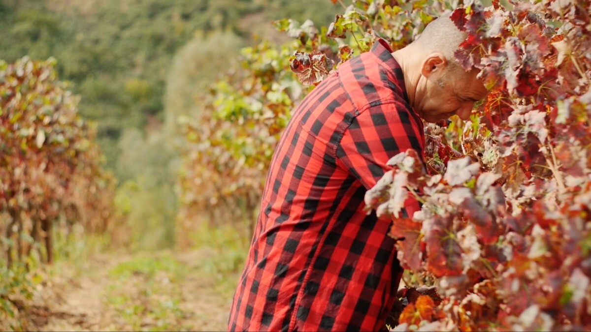 Michele Pili produttore vinicolo sardo